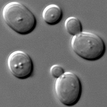 s_cerevisiae_microscopy_0_01